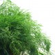bunch of dill on white background